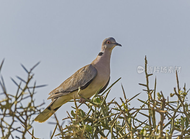 哀领鸽(Streptopelia decipiens)是一种鸽子，是撒哈拉以南非洲地区广泛栖息繁殖的鸟类。安博塞利国家公园。